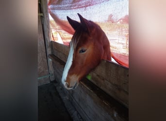 Connemara Mix, Gelding, 3 years, 14.2 hh, Chestnut-Red
