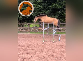 Connemara, Gelding, 3 years, 14,2 hh