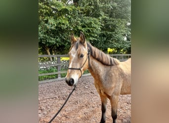 Connemara, Gelding, 3 years, 14,2 hh