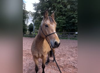 Connemara, Gelding, 3 years, 14,2 hh