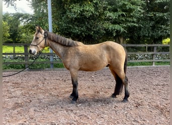 Connemara, Gelding, 3 years, 14,2 hh