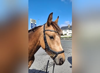 Connemara, Gelding, 3 years, 14,2 hh