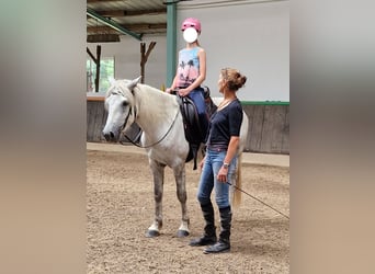 Connemara, Gelding, 3 years, 14.2 hh, Gray-Dapple