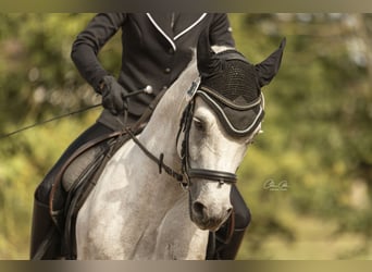 Connemara, Gelding, 3 years, 14,2 hh, Gray-Dapple