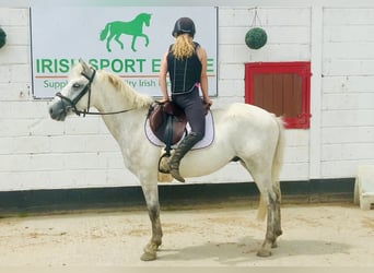 Connemara, Gelding, 3 years, 14.2 hh, Gray