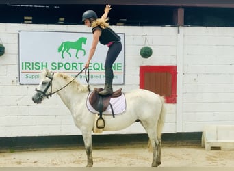 Connemara, Gelding, 3 years, 14.2 hh, Gray