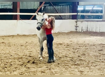 Connemara, Gelding, 3 years, 14.2 hh, Gray