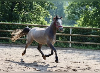Connemara, Gelding, 3 years, 14.2 hh, Grey