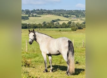 Connemara, Gelding, 3 years, 14.2 hh, Grey