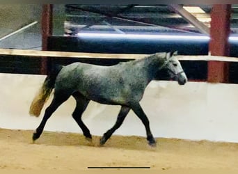 Connemara, Gelding, 3 years, 14.3 hh, Gray