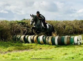 Connemara, Gelding, 3 years, 14.3 hh, Gray