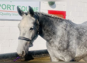 Connemara, Gelding, 3 years, 14.3 hh, Gray