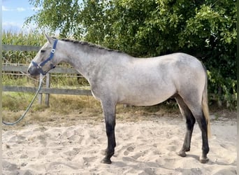 Connemara, Gelding, 3 years, 14.3 hh, Grey