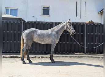 Connemara, Gelding, 3 years, 14 hh, Grey-Blue-Tan