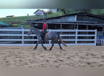 Connemara, Gelding, 3 years, 14 hh, Grey-Blue-Tan