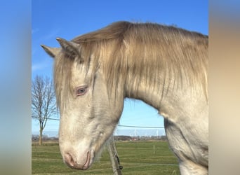 Connemara, Gelding, 3 years, 14,1 hh, Cremello