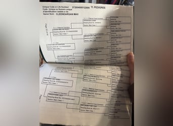 Connemara, Gelding, 3 years, 14,1 hh, Cremello