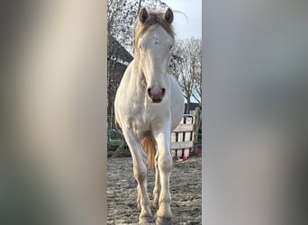 Connemara, Gelding, 3 years, 14,1 hh, Cremello