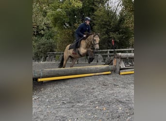 Connemara, Gelding, 3 years, 14,1 hh, Dun