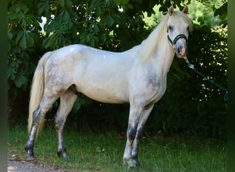 Connemara, Gelding, 3 years, 14,1 hh, Grey