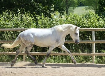 Connemara, Gelding, 3 years, 14,1 hh, Grey