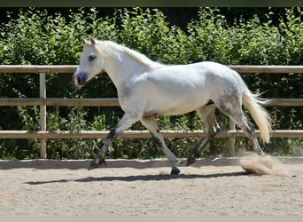 Connemara, Gelding, 3 years, 14,1 hh, Grey