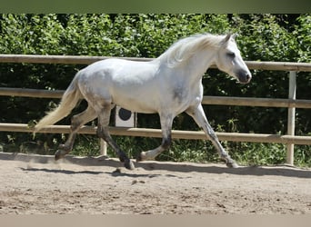 Connemara, Gelding, 3 years, 14,1 hh, Grey