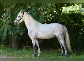 Connemara, Gelding, 3 years, 14,1 hh, Grey