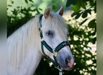 Connemara, Gelding, 3 years, 14,1 hh, Grey