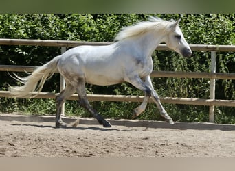 Connemara, Gelding, 3 years, 14,1 hh, Grey