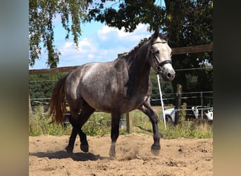 Connemara, Gelding, 3 years, 14,2 hh, Brown Falb mold