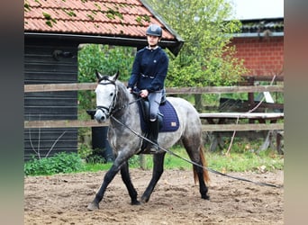 Connemara, Gelding, 3 years, 14,2 hh, Brown Falb mold