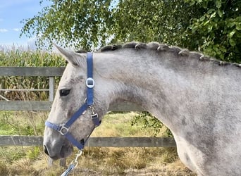 Connemara, Gelding, 3 years, 14,3 hh, Grey