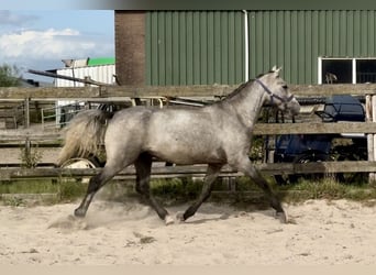Connemara, Gelding, 3 years, 14,3 hh, Grey