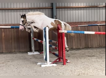 Connemara, Wallach, 3 Jahre, 15,1 hh, Schecke