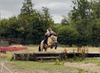 Connemara, Gelding, 4 years, 13.2 hh, Dun
