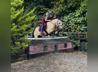 Connemara, Gelding, 4 years, 13.2 hh, Dun