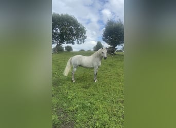 Connemara, Gelding, 4 years, 13.2 hh, Grey