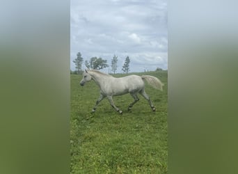 Connemara, Gelding, 4 years, 13.2 hh, Grey