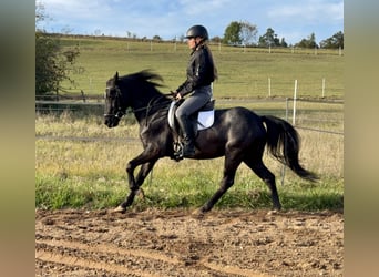 Connemara, Gelding, 4 years, 13.2 hh, Roan-Blue