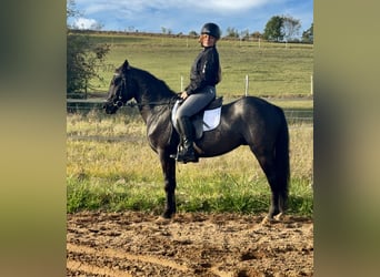 Connemara, Gelding, 4 years, 13.2 hh, Roan-Blue