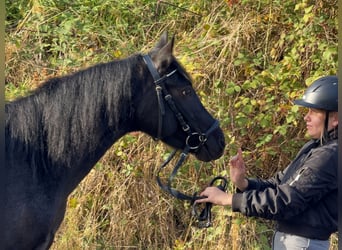 Connemara, Gelding, 4 years, 13.2 hh, Roan-Blue