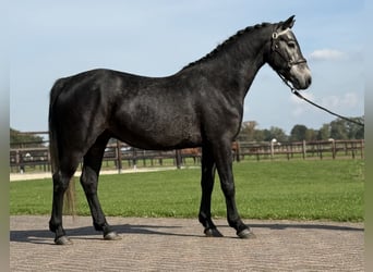 Connemara, Gelding, 4 years, 13.3 hh, Grey