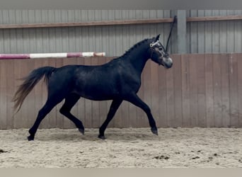 Connemara, Gelding, 4 years, 13.3 hh, Grey