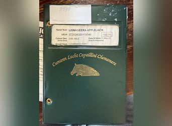 Connemara, Gelding, 4 years, 13.3 hh, Grey