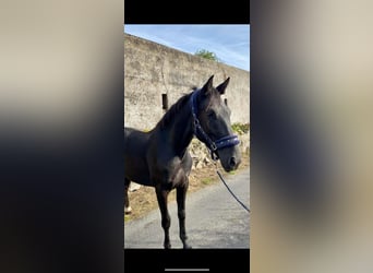 Connemara, Gelding, 4 years, 14.1 hh, Black