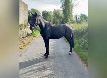 Connemara, Gelding, 4 years, 14.1 hh, Black
