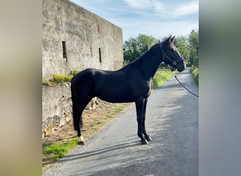 Connemara, Gelding, 4 years, 14.1 hh, Black