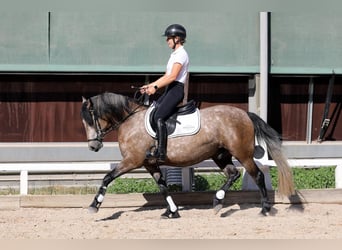 Connemara, Gelding, 4 years, 14.1 hh, Brown Falb mold