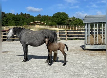 Connemara, Gelding, 4 years, 14.1 hh, Brown Falb mold